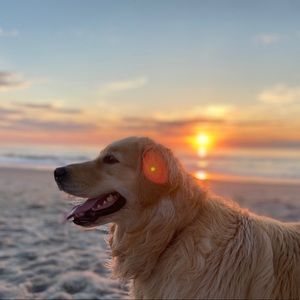 Meet your Posher, Isabelle